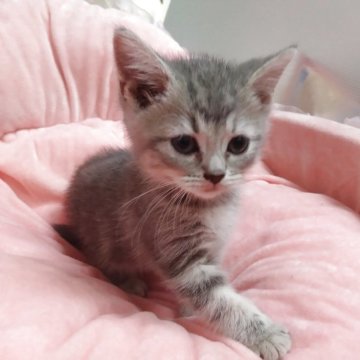 スコティッシュフォールド(立ち耳)【愛知県・男の子・2025年8月26日・ブルータビー（ショートヘアー）】の写真「人懐こい陽気なわんぱく君」