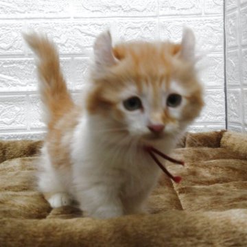 キンカロー【愛知県・女の子・2025年6月24日・レッドタビー&ホワイト（ロングヘアー）】の写真「明るく甘えん坊さん、短足でカール。」