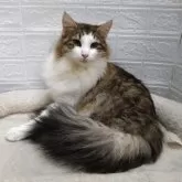 ノルウェージャンフォレストキャット