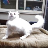 キンカロー