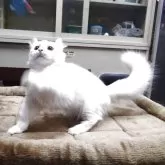 キンカロー