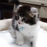 キンカロー