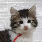 ノルウェージャンフォレストキャット