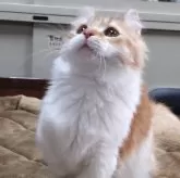 キンカロー