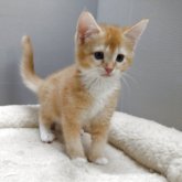 アメリカンカール