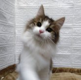 ノルウェージャンフォレストキャット