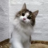 ノルウェージャンフォレストキャット【愛知県・女の子・2025年5月6日・ブラウンマッカレルタビー&ホワイト】の写真1