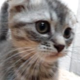 スコティッシュフォールド(折れ耳)