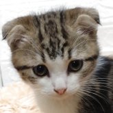 スコティッシュフォールド(折れ耳)