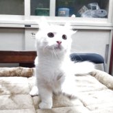 キンカロー