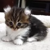 キンカロー