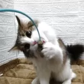 ノルウェージャンフォレストキャット【愛知県・女の子・2025年5月6日・ブラウンマッカレルタビー&ホワイト】の写真4