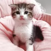 スコティッシュフォールド(折れ耳)【愛知県・男の子・2025年8月26日・フラウンタビー&ホワイト】の写真4