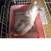 キンカロー【愛知県・男の子・2025年5月17日・クリーム&ホワイト】の写真4