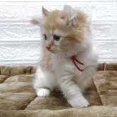 キンカロー【愛知県・女の子・2025年6月24日・レッドタビー&ホワイト】の写真4