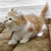 キンカロー【愛知県・女の子・2025年6月24日・レッドタビー&ホワイト】の写真5