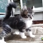 キンカロー【愛知県・男の子・2025年7月27日・ブラウンタビー&ホワイト】の写真2