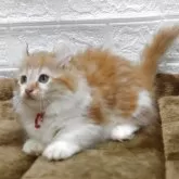 キンカロー【愛知県・女の子・2025年6月24日・レッドタビー&ホワイト】の写真6