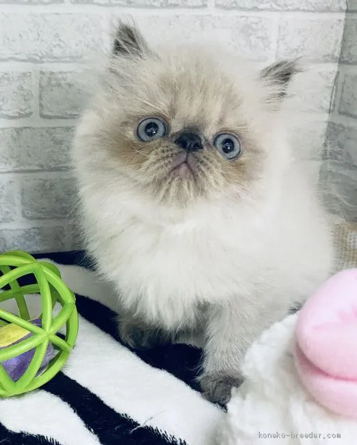 ID:2007-00035の子猫
