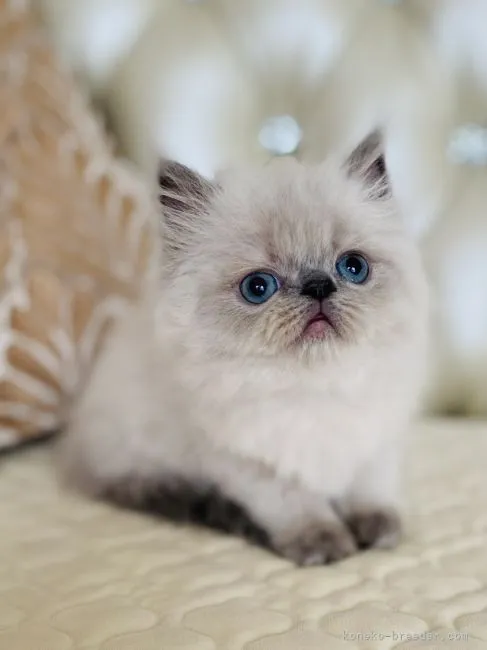 ID:2107-02631の子猫