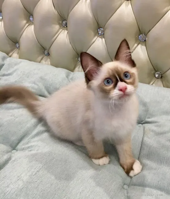 ID:1905-01395の子猫