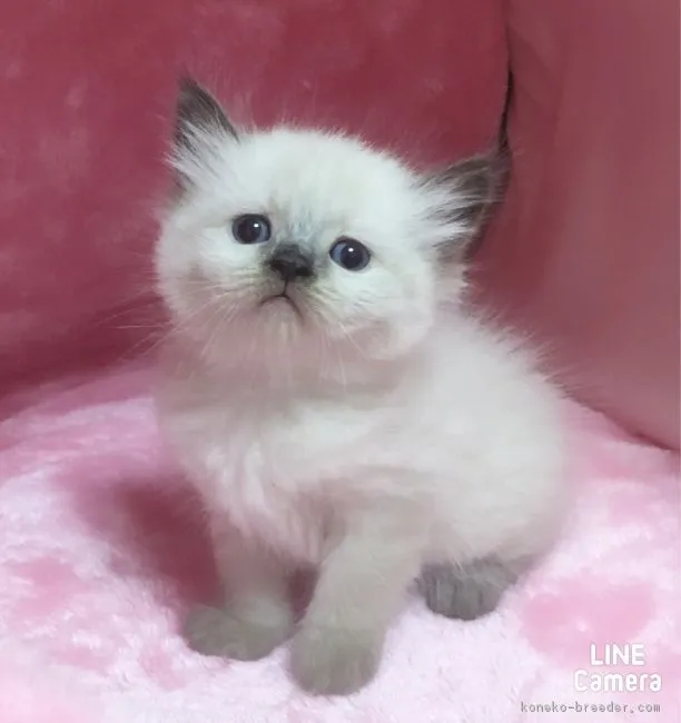 ID：1701-00233の子猫