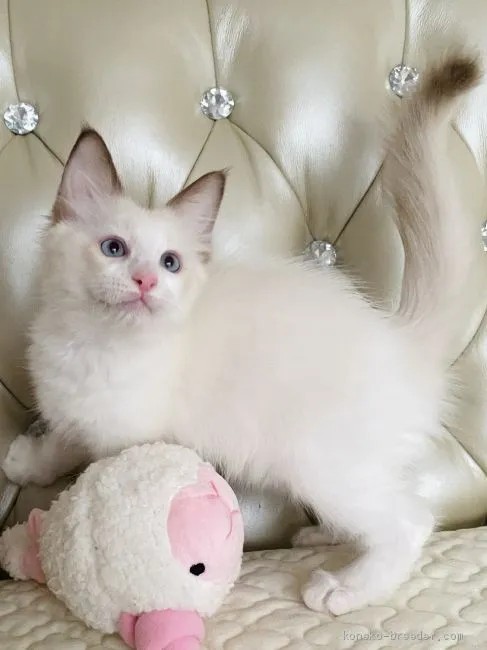 ID:2010-02190の子猫