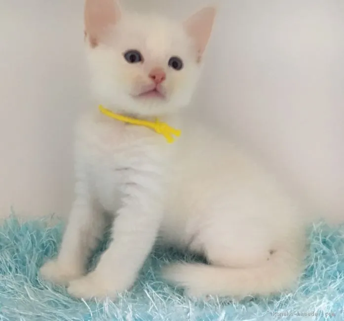 ID:1708-00833の子猫