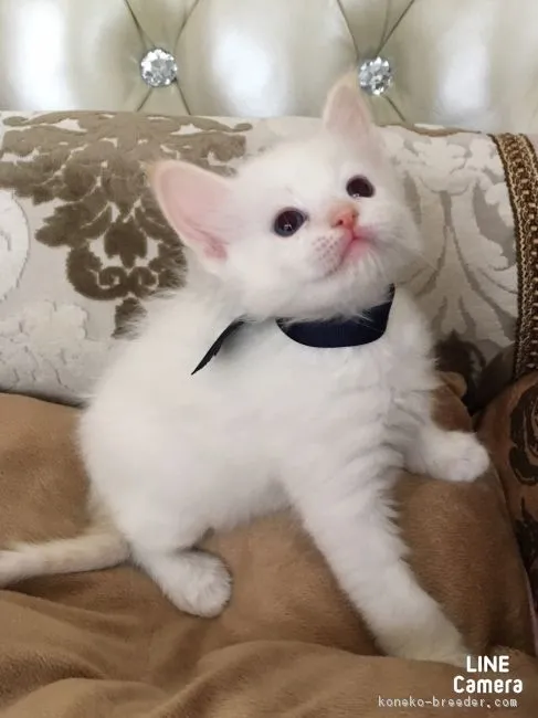 ID：1704-00431の子猫