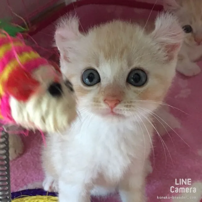 ID:1608-00319の子猫