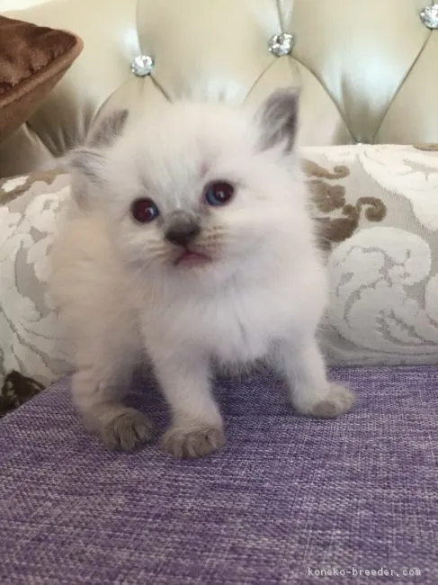 ID：1608-00571の子猫