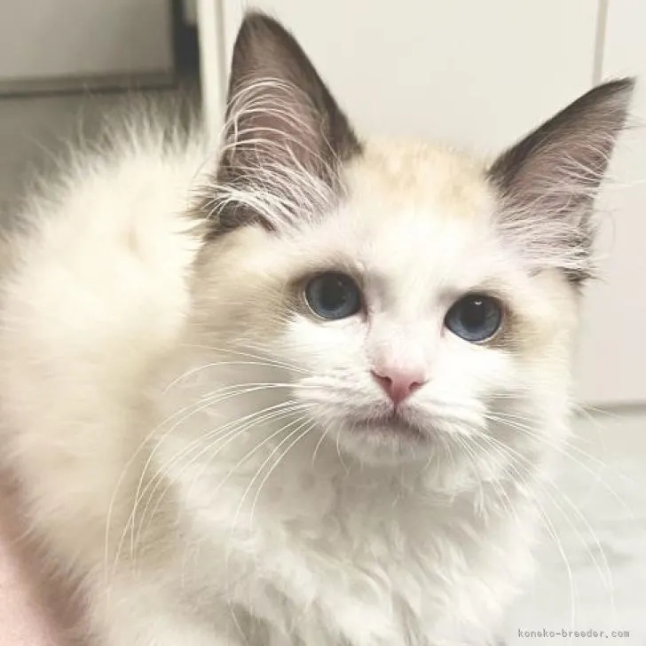 ID：2301-00637の子猫