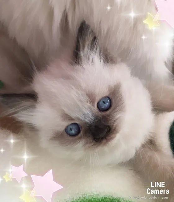 ぷーちゃん 様のお迎えした子猫