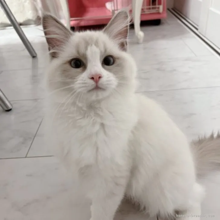 ID：2302-00493の子猫