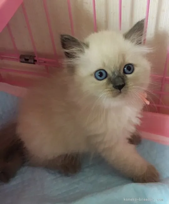 ID:1706-00483の子猫