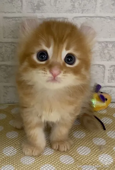 ID:2005-02123の子猫