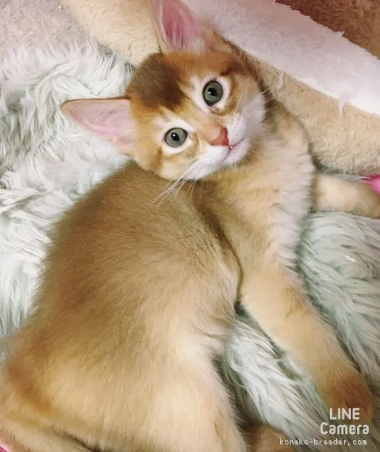 ID:1607-00804の子猫