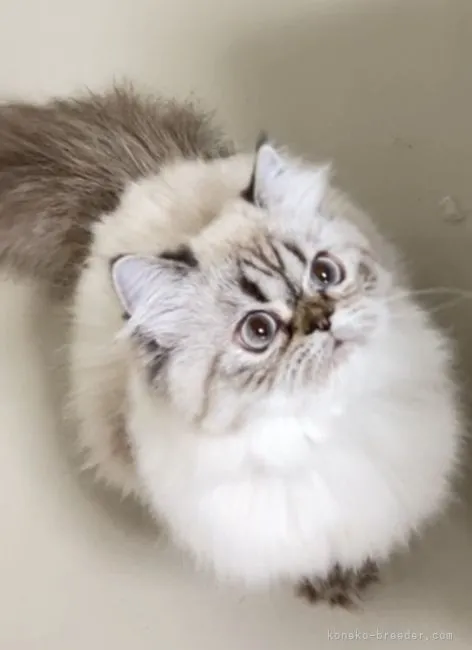 ID:2107-02628の子猫