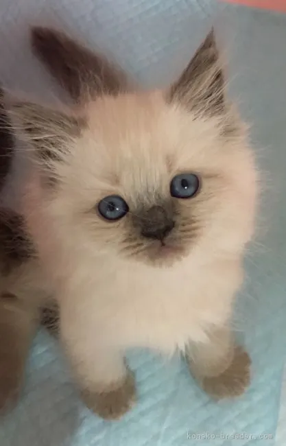 ID:1706-00480の子猫