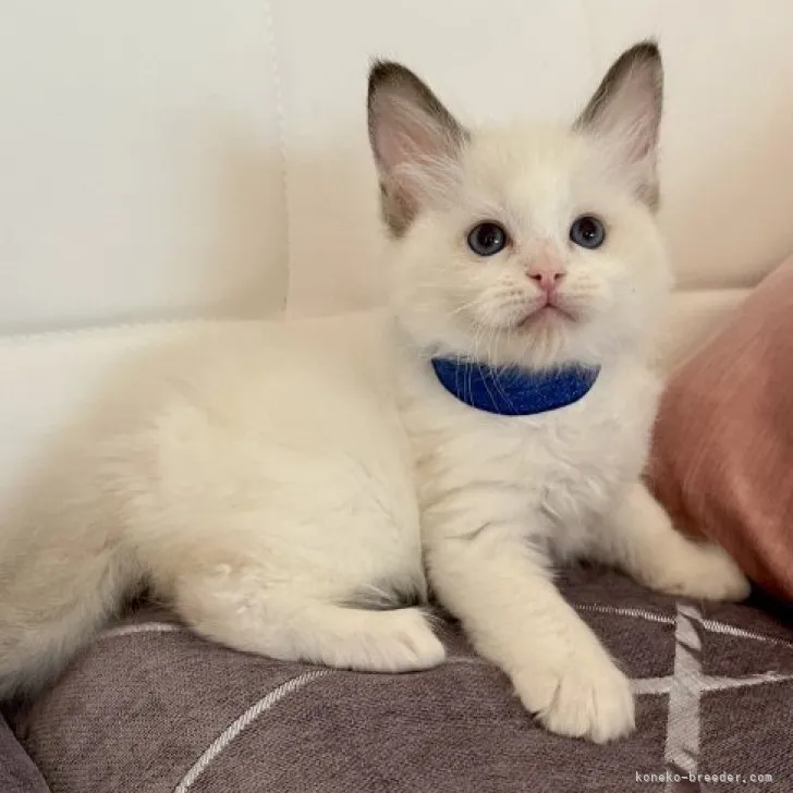 ID：2304-03224の子猫