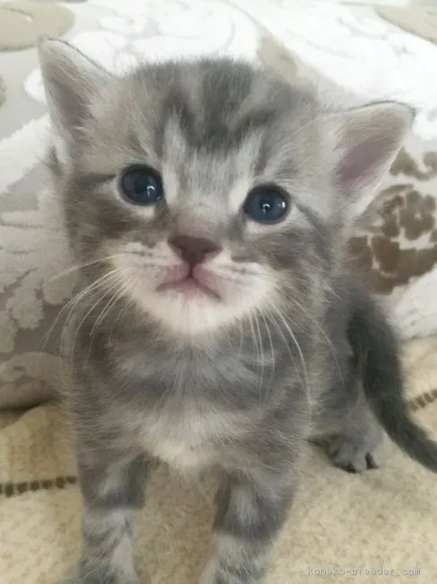 ID:1604-00164の子猫