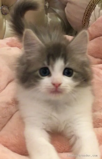 安曇野穂高のばしさん 様のお迎えした子猫