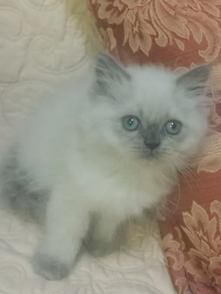 ID：1411-00012の子猫