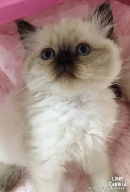 ID：1611-00942の子猫