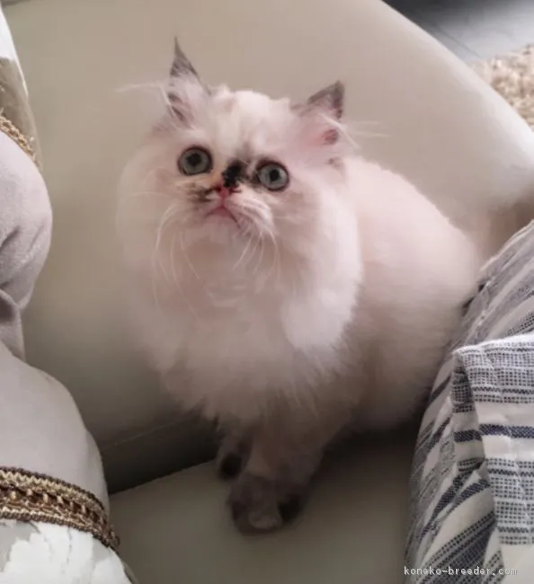 ID:1706-00478の子猫