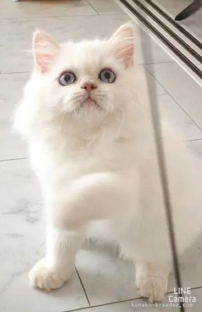 九十九 様のお迎えした子猫