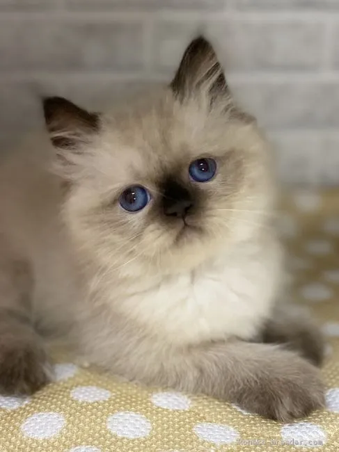 ID:2010-00226の子猫