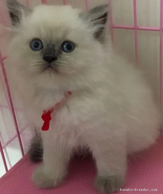 ID:1706-00484の子猫