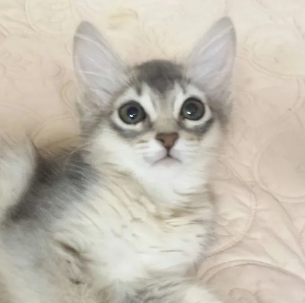 ID:1409-00125の子猫