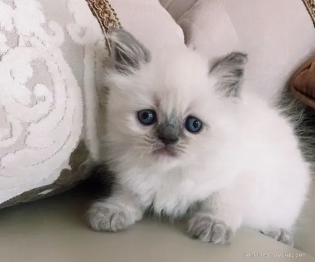 ID:1706-01044の子猫